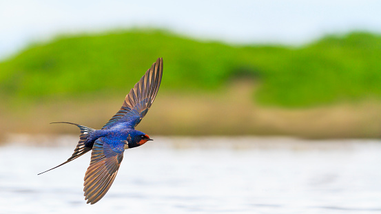 Barn Swallow flies over the water opened wings , springtime