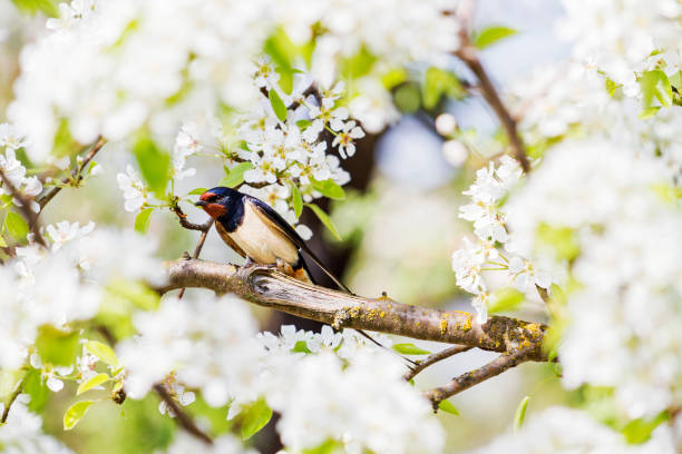 istock barn swallow sits on a cherry branch in bloom 1148185776