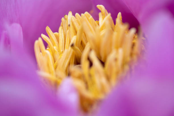 Stamen of Peony in Macro