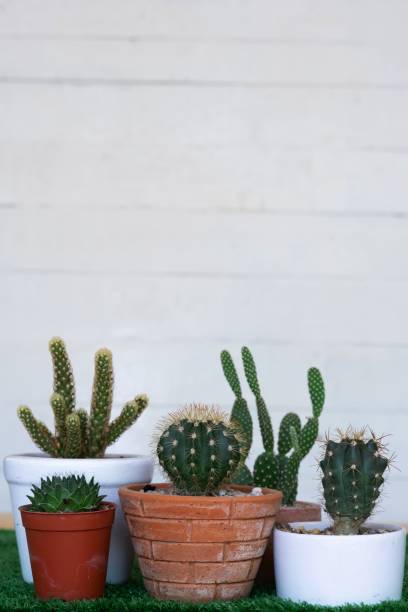 istock Small succulent, cactus, pot plants decorative on old wood table with morning warm light, copy space 1148185853