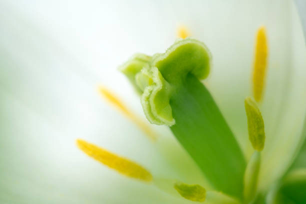 Stamen of white tulip in macro