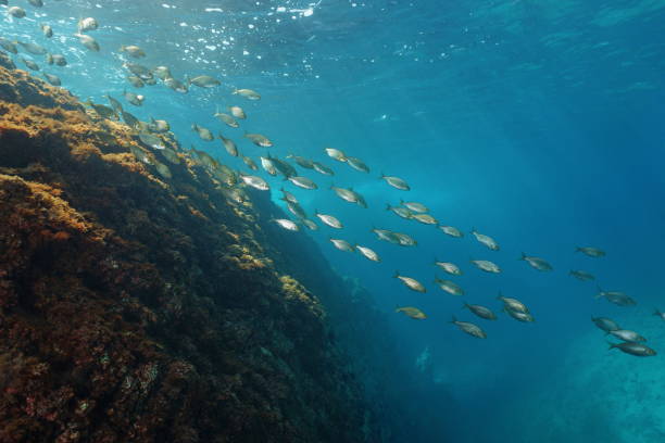 School of fish underwater sea bream Sarpa salpa School of fish underwater in the Mediterranean sea, sea bream dreamfish, Sarpa salpa, Costa Brava, Llafranc, Catalonia, Spain salpa stock pictures, royalty-free photos & images