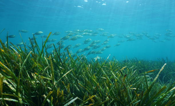 Posidonia oceanica seagrass with school of fish stock photo