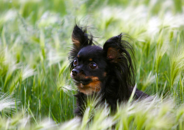 retrato de un pequeño perro negro lindo en un césped de plumas. - newspaper dog pets grass fotografías e imágenes de stock
