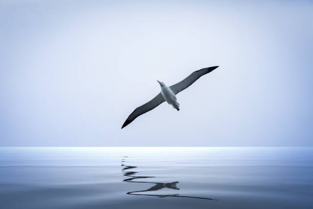 uccello albatros sul mare - albatross foto e immagini stock