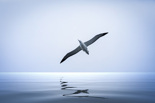 An image of an Albatross bird over the sea