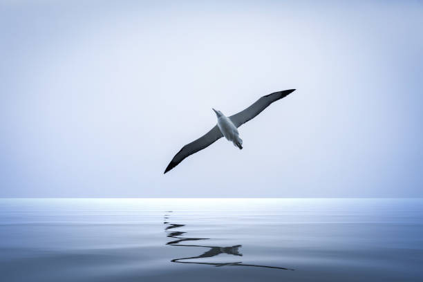 albatross bird over the sea - albatross imagens e fotografias de stock