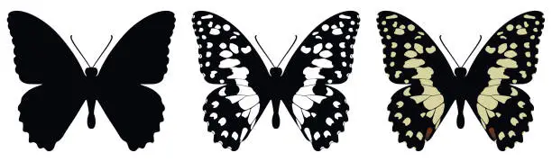 Vector illustration of Vector illustration of butterfly on white background. There are three versions, black shape, black and white and color