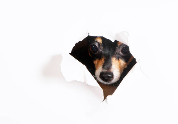istock The muzzle of a dog peeks through a paper hole. 1148188198
