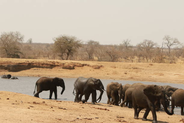 istock African elephants in Kruger National Park 1148189675