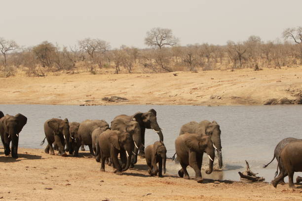istock African elephants in Kruger National Park 1148189732