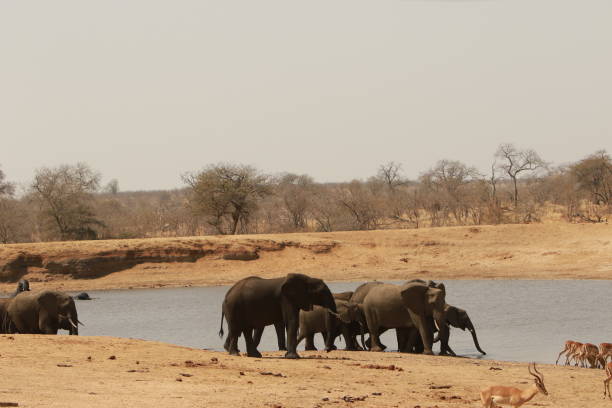 istock African elephants in Kruger National Park 1148189764