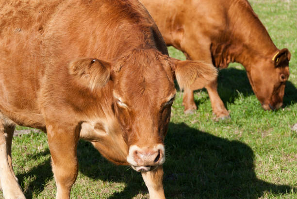 istock cow on a meadow in Tintagel in Cornwall 1148189879