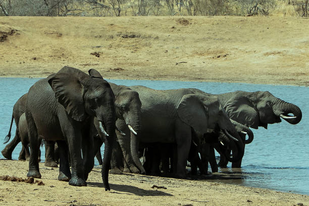 istock African elephants in Kruger National Park 1148190037
