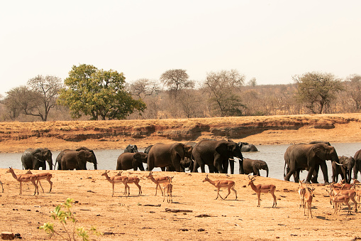 African elephants in Kruger National Park