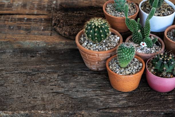 istock Small succulent, cactus, pot plants decorative on old wood table with morning warm light, copy space 1148190109