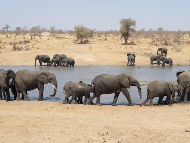 istock African elephants in Kruger National Park 1148190711