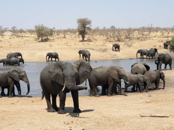 istock African elephants in Kruger National Park 1148190778