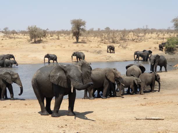 istock African elephants in Kruger National Park 1148191141