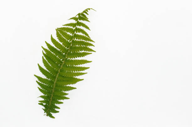 istock Leaf of a fern freeholder 1148191277