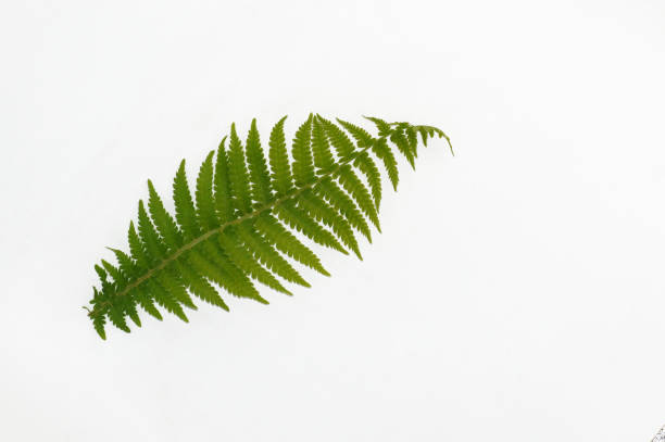 istock Leaf of a fern freeholder 1148191281