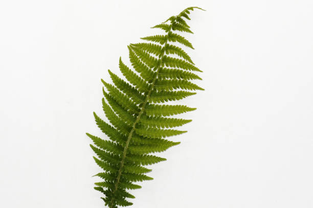 istock Leaf of a fern freeholder 1148191283