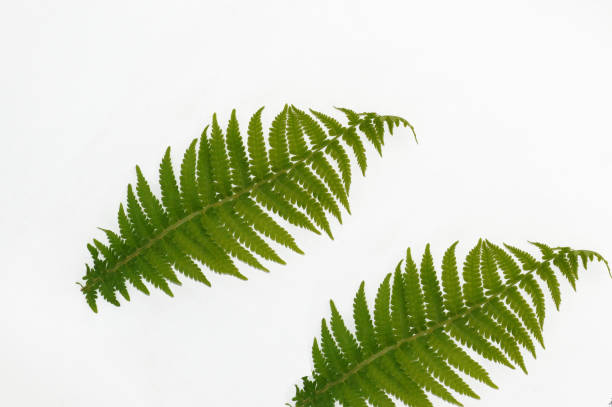 istock Leaf of a fern freeholder 1148191286