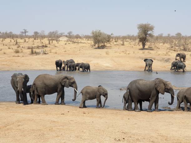 istock African elephants in Kruger National Park 1148191434