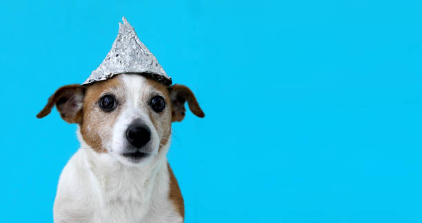 Scared dog in a foil hat Paranoia scared dog in a foil hat sits on a blue background tin foil hat stock pictures, royalty-free photos & images