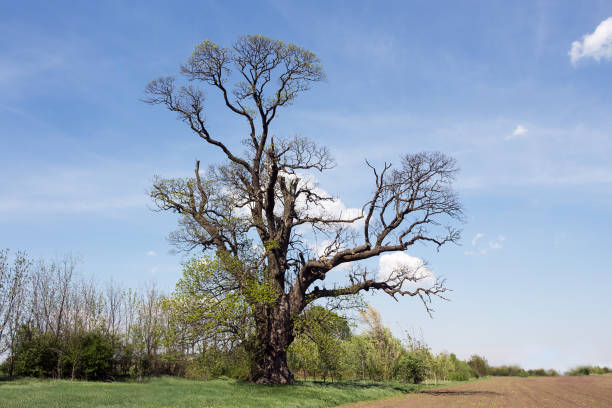 istock Old Ash Tree With Beautiful Canopy In The Nature 1148194070