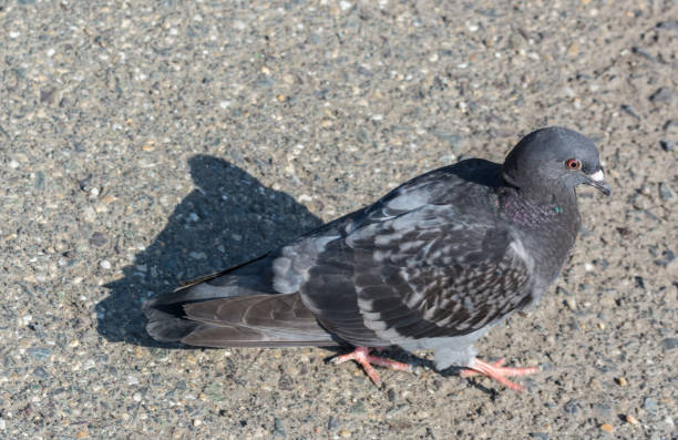 istock Pigeons on cement floor Gray pigeons 1148194167