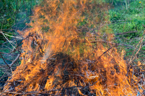 istock Bush on fire outdoor. Burning dry grass. Fire and smoke. background conceptual 1148194256