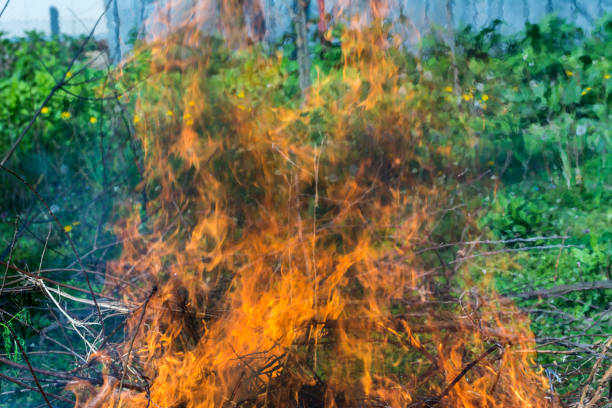 istock Bush on fire outdoor. Burning dry grass. Fire and smoke. background conceptual 1148194284