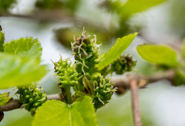Flowers on the mulberry branches Fresh leaves Flowers on the mulberry branches Fresh leaves of mulberry in spring noni fruit stock pictures, royalty-free photos & images