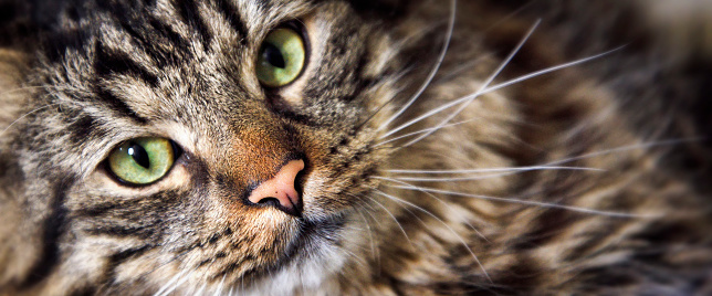 A striped gray cat with yellow eyes. A domestic cat sitting on the bed.