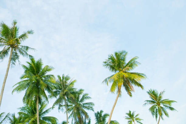 istock Coconut palm trees with sky and clouds. 1148195865