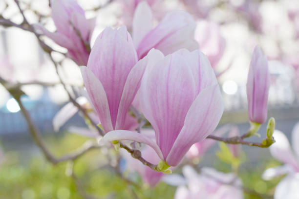 istock Beautiful magnolia flower tree in nature. 1148197442