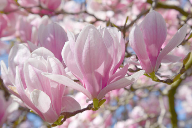 istock Beautiful magnolia flower tree in nature. 1148197535