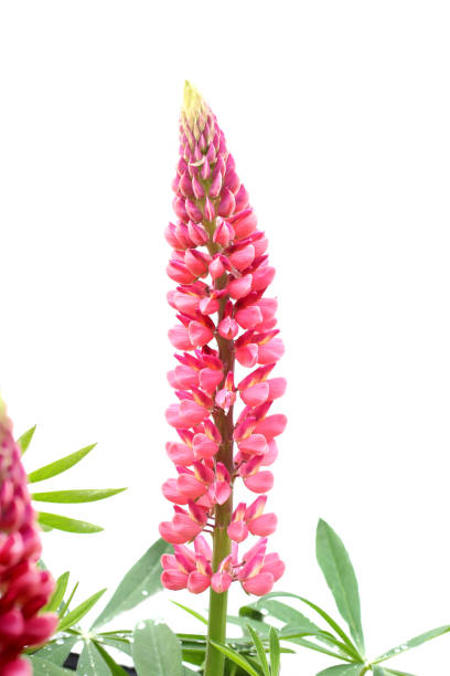 Lupine flowers on white background