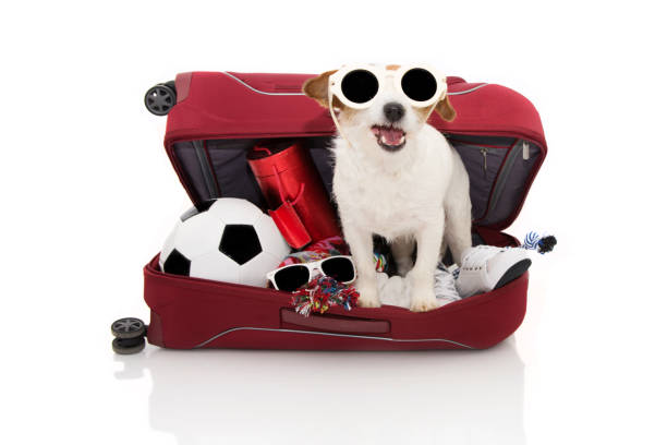 istock DOG INSIDE A RED MODERN BAGGAGE OR LUGGAGE GOING ON SUMMER VACATIONS WEARING SUNGLASSES. ISOLATED AGAINST WHITE BACKGROUND. 1148201224