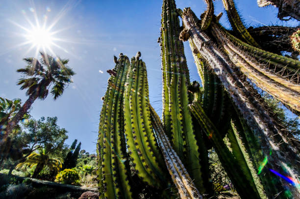 istock Low Angle View Of Cacti In Sunny Spanish Park 1148201225