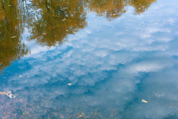 istock Autumn willows, sky and clouds reflected in water. Soft focus 1148201226