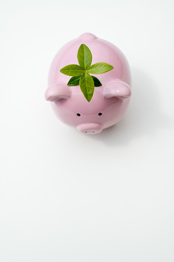 Piggy bank with plant on top.