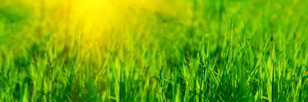 istock Banner 3:1. Close up vibrant fresh green grass with sunlight rays. Spring background. Copy space. Soft focus 1148201353