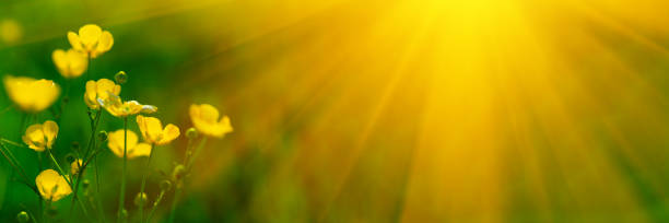 istock Banner 3:1. Close up meadow buttercup flowers (Ranunculus acris) with sunlight rays. Spring background. Copy space. Soft focus 1148201374