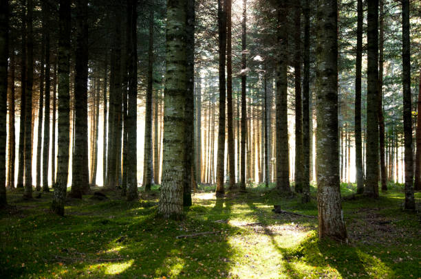Forest Backlight inforest doubs photos stock pictures, royalty-free photos & images