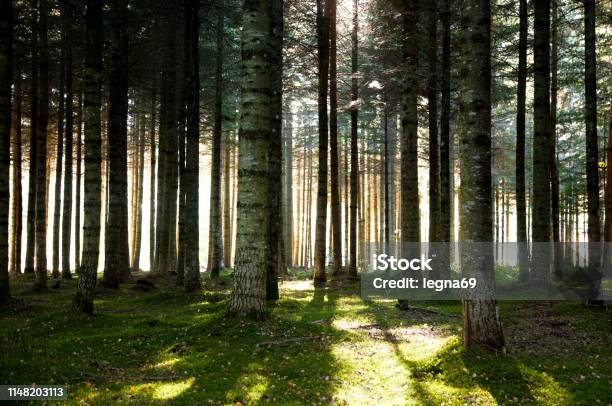 Forest Stock Photo - Download Image Now - Forest, France, Foret de Paimpont
