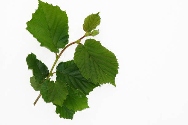istock Branch of hazelnut tree Corylus avellana free plate 1148203207