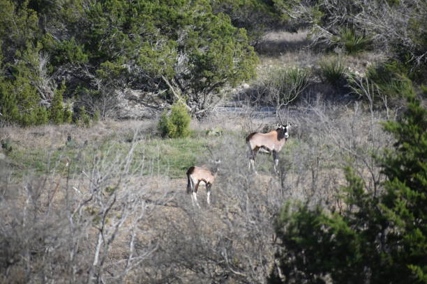 istock Gemsbok Antelope Portrait 1148203865