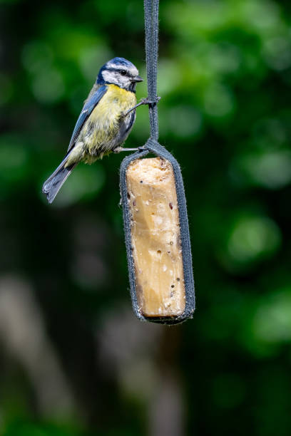 istock Bluetit (Cyanistes caeruleus) bird taking suet from garden feeder 1148204039